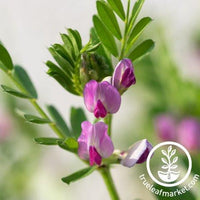 common vetch