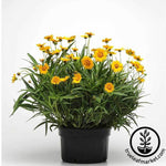 Coreopsis Sunfire Flower Planting Seed