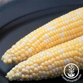 Corn (se) - Ambrosia Hybrid treated Garden Seed