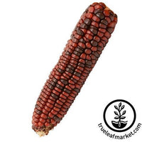 bloody butcher ornamental corn