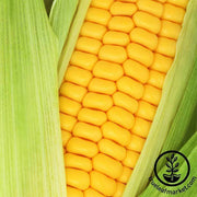 Need help finding the best corn seeds for your needs? Take this short quiz and we will help you choose the best corn seeds. Be sure to hover over the <tool tip image> for important notes on each option.