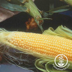 Corn se Incredible Hybrid R/M Treated Seed
