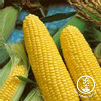 Corn su Jubilee Hybrid Seed