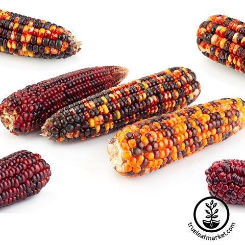 Rainbow Flint Ornamental Corn - Albert Lea Seed