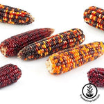 Ornamental Rainbow Corn