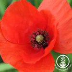 American Legion Corn Poppy