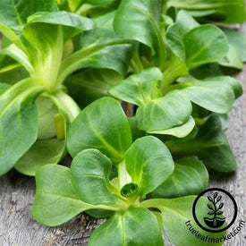 Corn Salad (Mache) - Dutch Broad Leaved Garden Seed