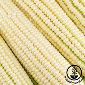 Corn se Silver King Hybrid Seed