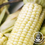 Stowells Evergreen Sweet Corn Seeds