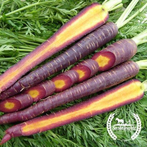 Carrot Seeds - Cosmic Purple - Organic