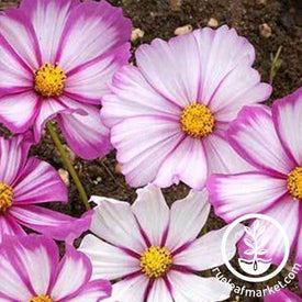 candy stripe cosmos