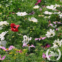 Organic Cosmos Seeds Dwarf Sensation Mix