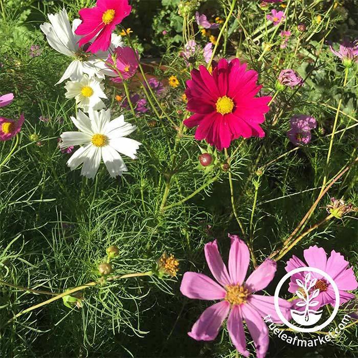 Cosmos Sensation Mixture Flower Seed