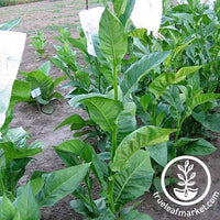 Costa Rica Tobacco Seeds