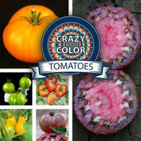 Crazy Color Tomatoes Seeds Collection