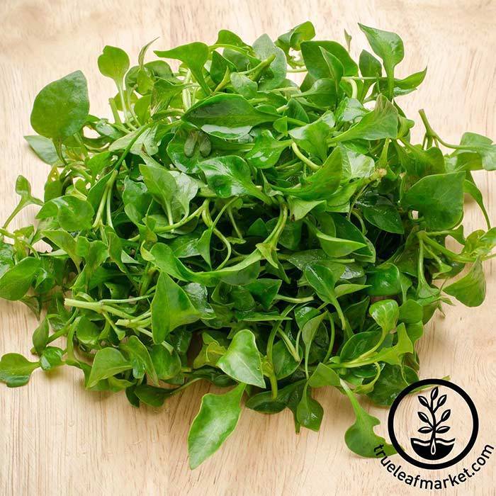 Cress, Dutch Broadleaf (Organic) - Adaptive Seeds