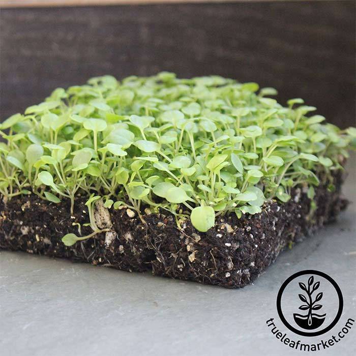 Salad Cress Seeds, Microgreens Seeds