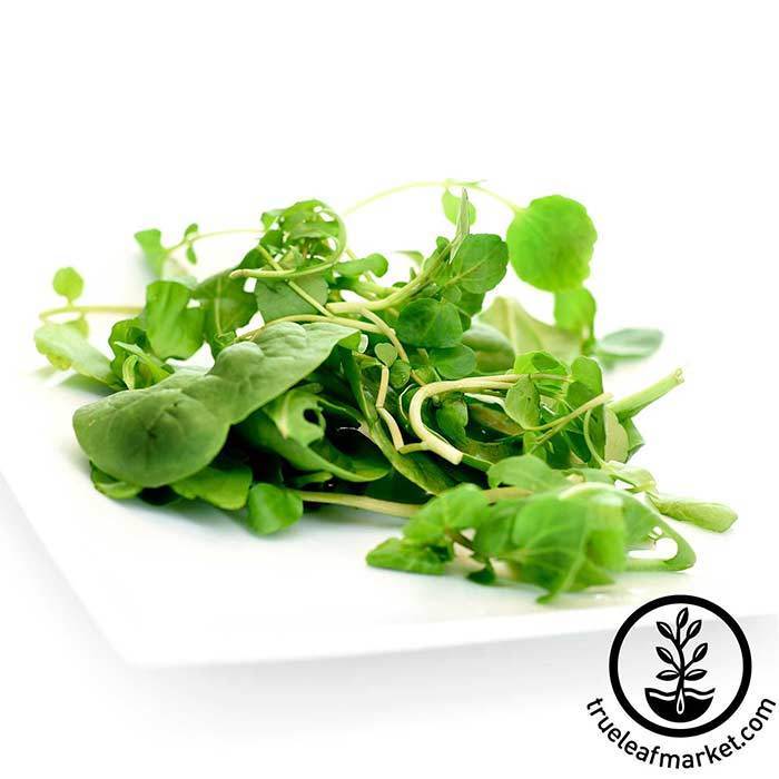 Todd's Seeds - True Water Cress Seeds for Fresh and Flavorful Greens