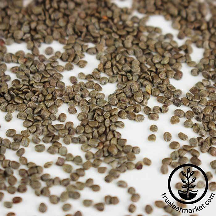 Cress, Curled Seeds - Southern Seed Exchange