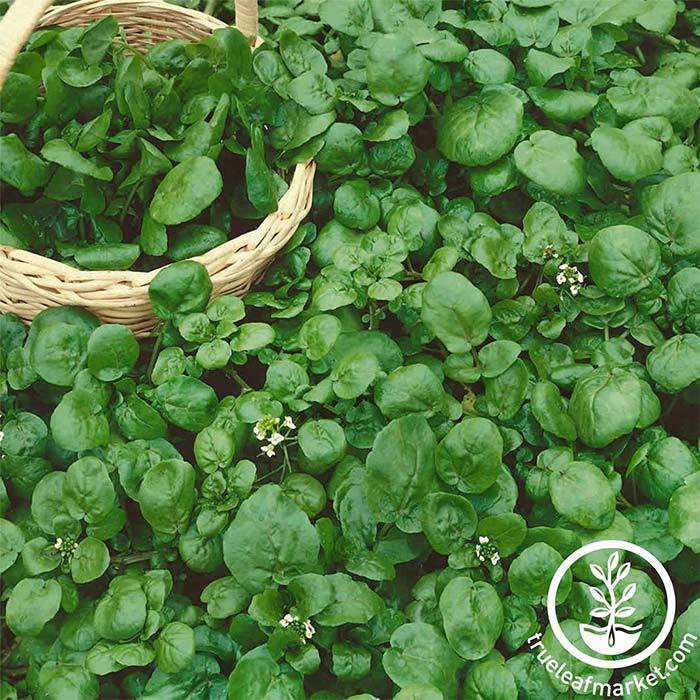 Curled Peppergrass garden cress