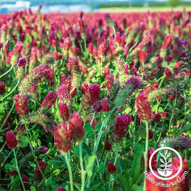 Crimson Clover Seeds - Pelleted - Cover Crop Seeds