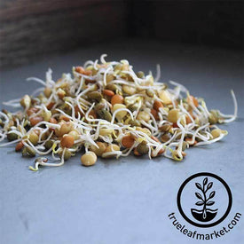 Non-GMO Crunchy Lentil Fest - Organic Seed Mix
