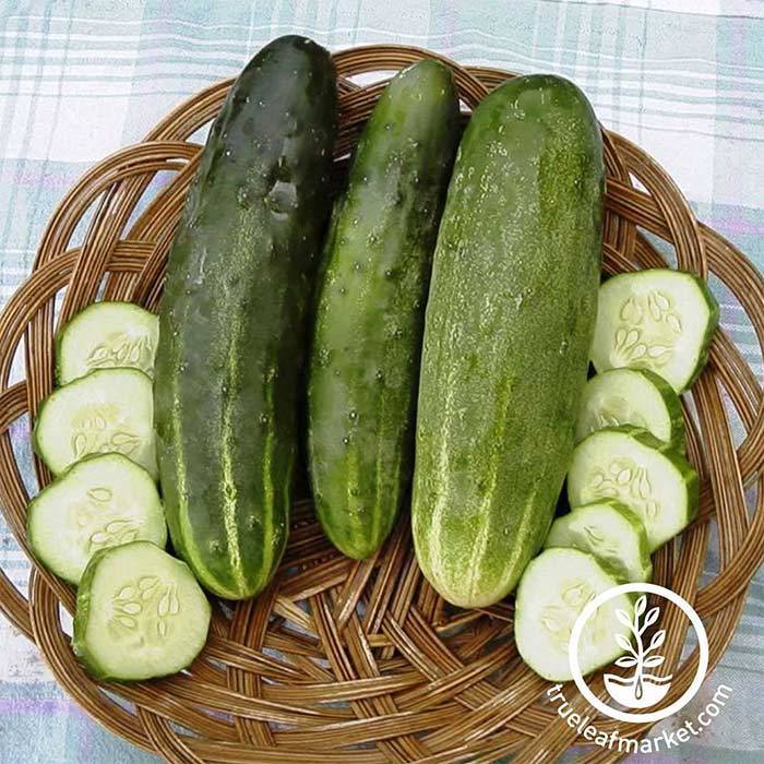 Cucumber: H-19, Little Leaf, Organic Seed #159 – Best Cool Seeds