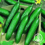 Beit Alpha F1 Cucumber