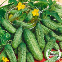 Organic Boston Pickling Cucumber Seeds