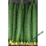 Cucumber Seeds - China Long - Hybrid