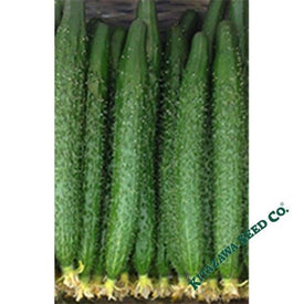 Cucumber Seeds - China Long - Hybrid
