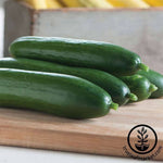 Cucumber - Diva Hybrid Garden Seed