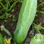 Cucumber Seeds - Garden Bush Slicer F1