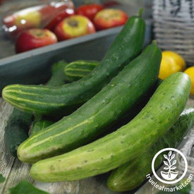 Cucumber Seeds - Garden Sweet Burpless F1 - Organic