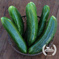 Organic Cucumber Muncher Burpless Seeds