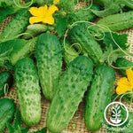 Cucumber Seeds - Pick a Bushel F1 AAS