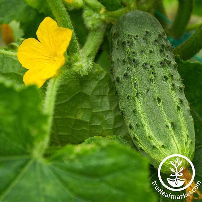 H-19 Little Leaf Cucumber (Organic 57 Days) – Pinetree Garden Seeds