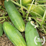 Poinsett 76 Organic Cucumber Seeds