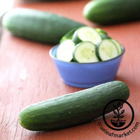 Arkansas Little Leaf Pickling Cucumber