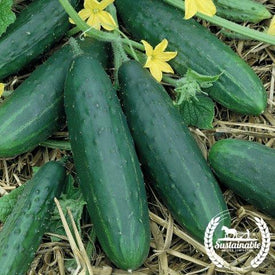 Spacemaster Organic Cucumber Seeds