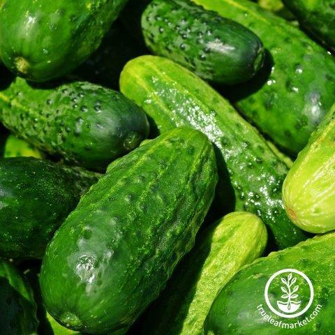 Is Cucumber a Vegetable Or Fruit? Discover the Truth