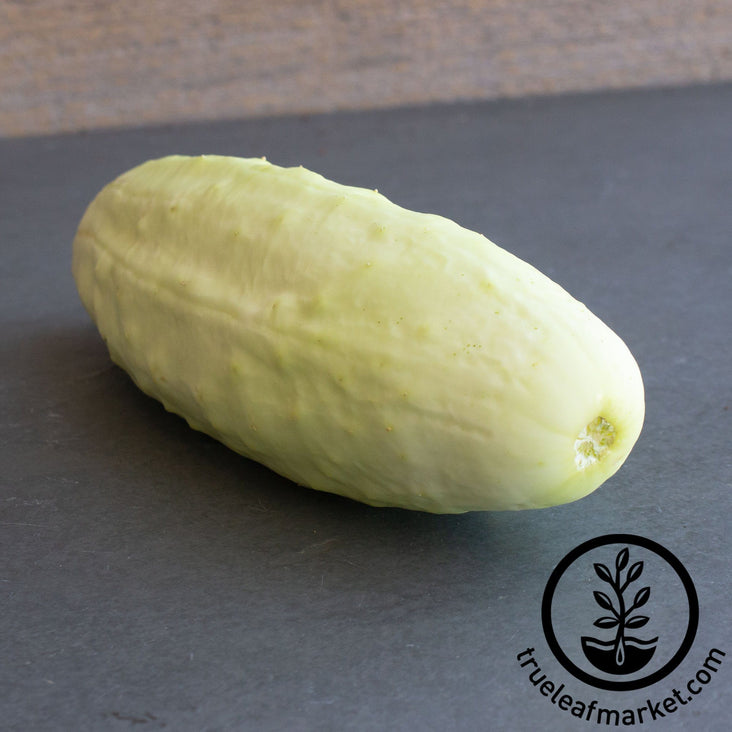 white wonder cucumber