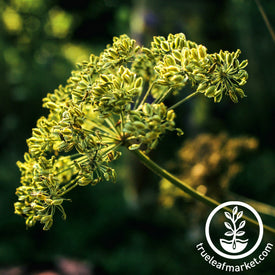 Cumin Herb Garden Seeds