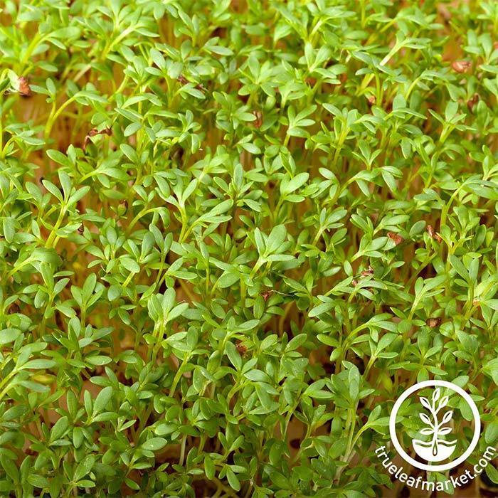 Cress, Curled Seeds - Southern Seed Exchange