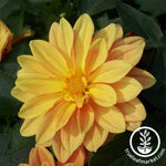 Dahlia Figaro Series Orange Shades Seeds