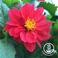 Dahlia Figaro Series Red Flower Seed