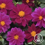 Dahlia Flower Seeds - GMO Free - Violet Shades