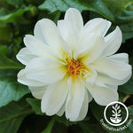 Dahlia Figaro Series White Seeds