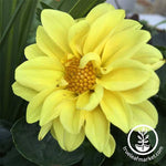 Dahlia Figaro Series Yellow Shades Flower Seeds