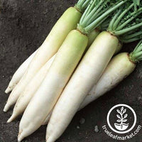 Daikon Radish Cover Crop Seeds